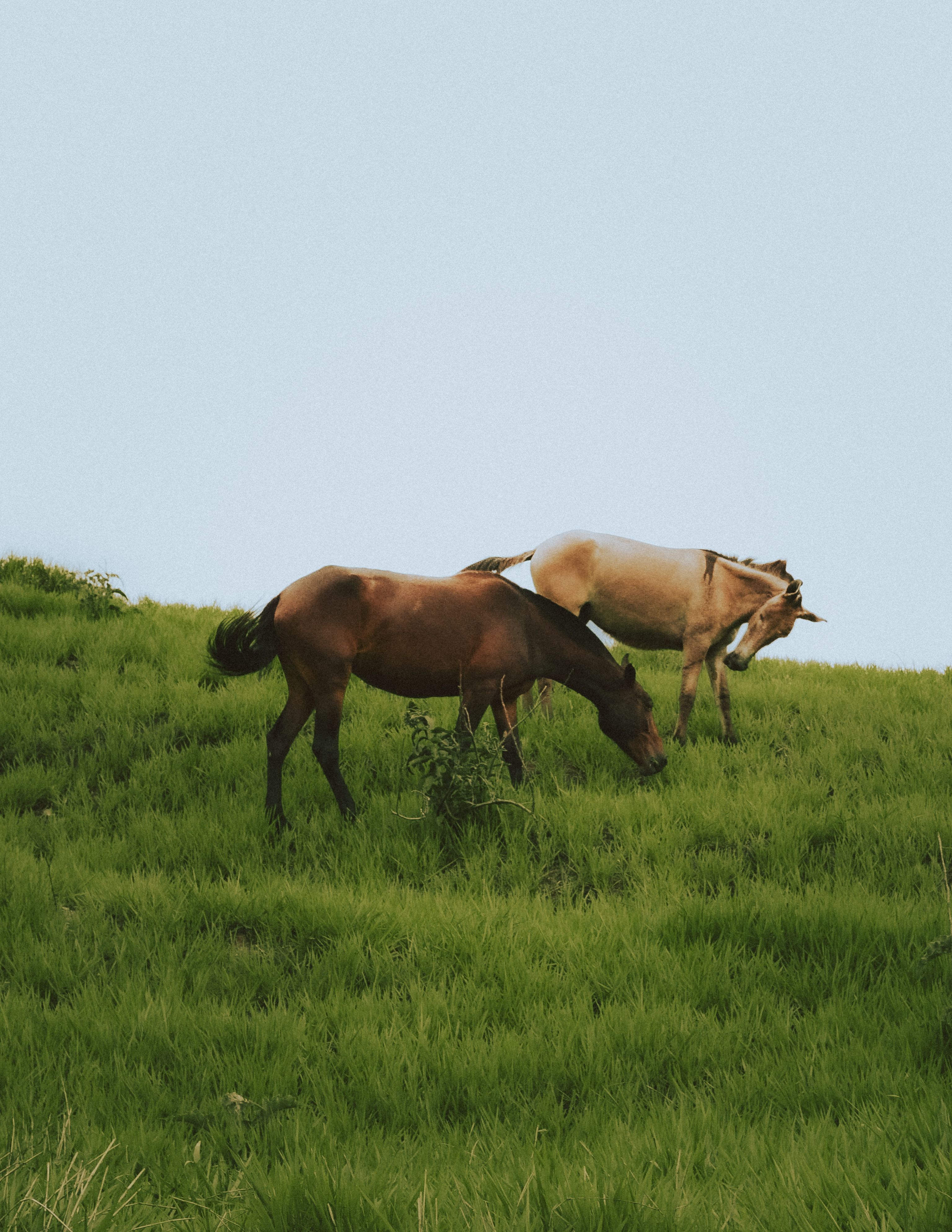 Wild horses running across a scenic mountain meadow