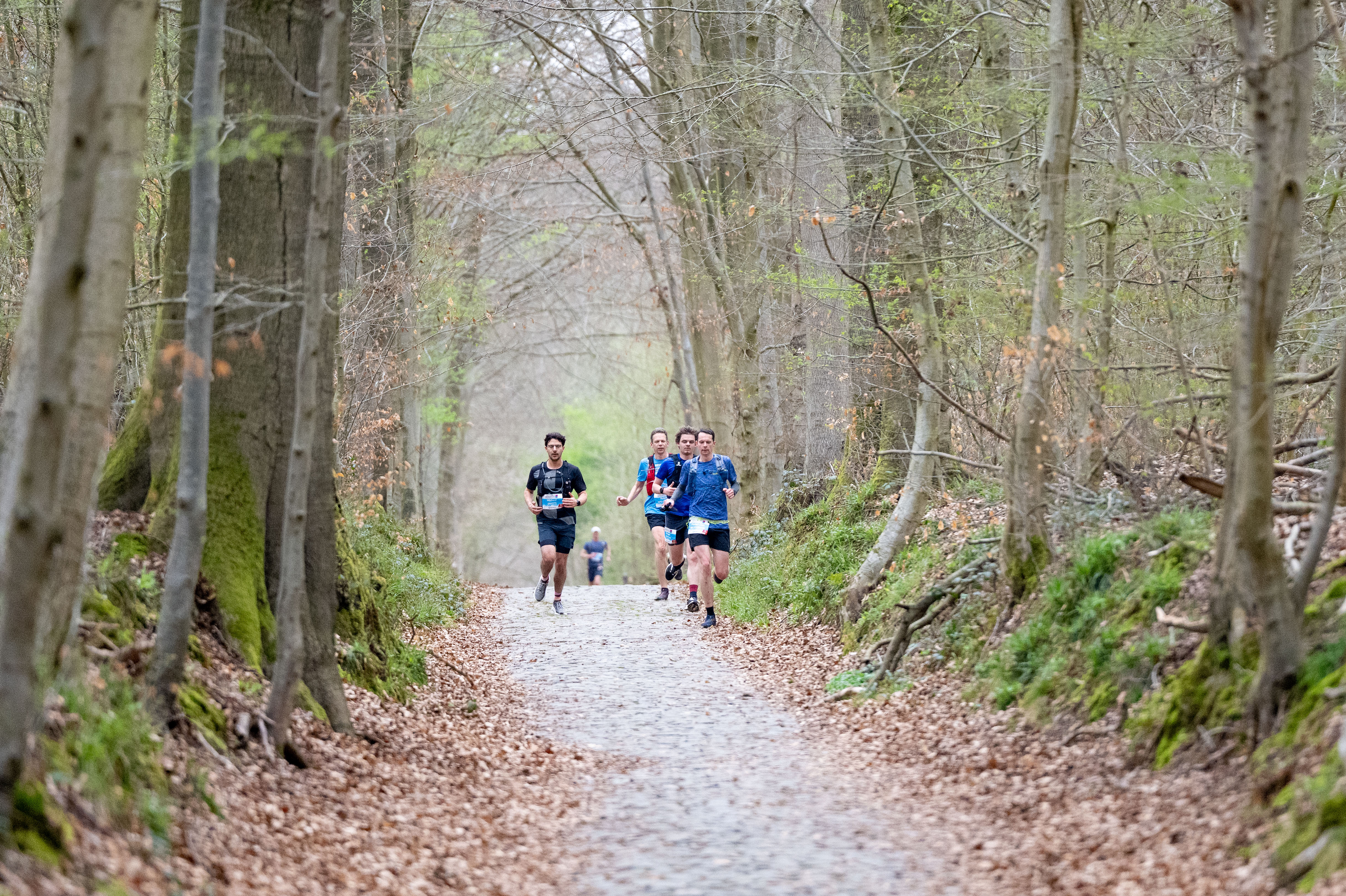 THE FLAGSHIP DISTANCE, IN THE HEART OF THE FOREST